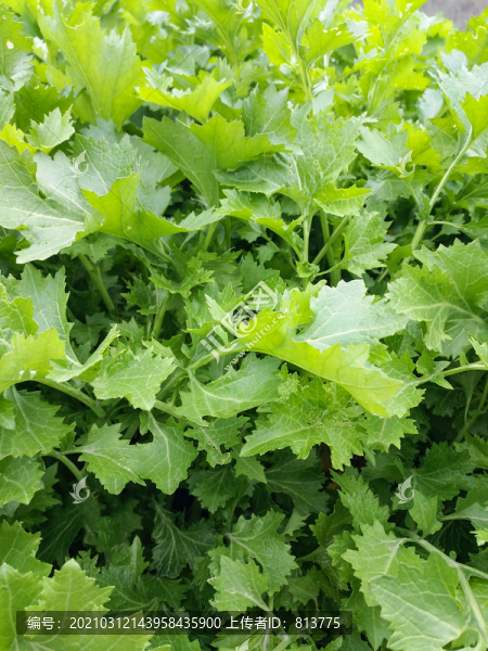 鮮臘菜