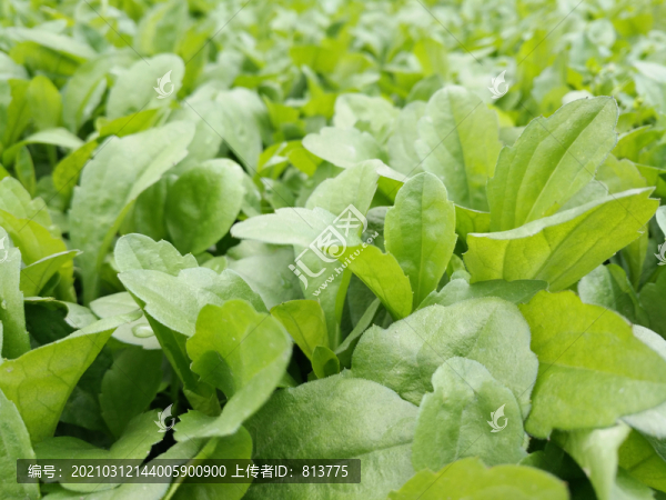 鮮嫩青菜圖