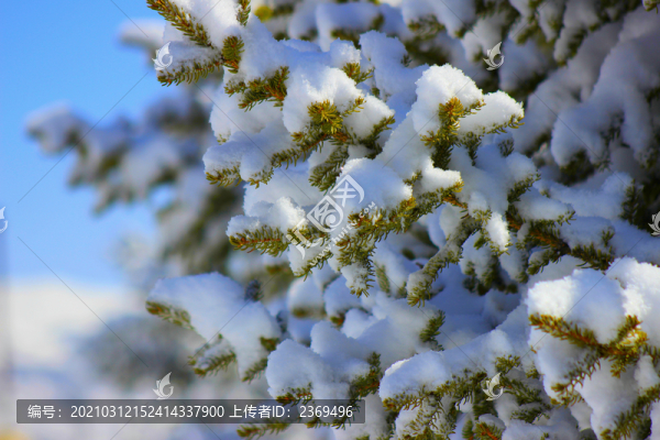雪松