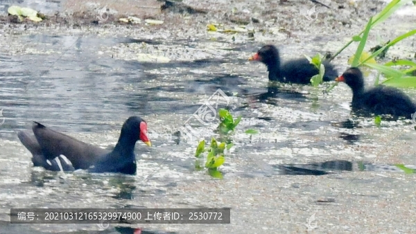 黑水雞