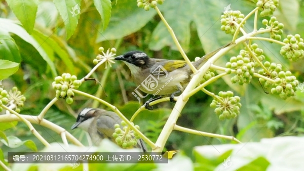 覓食八角金盤的白頭鵯