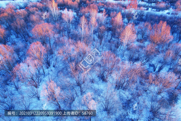 航拍大興安嶺雪原叢林紅樹稍