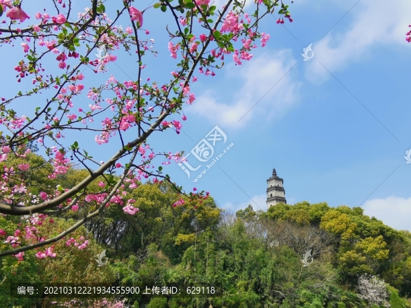 佛塔海棠花