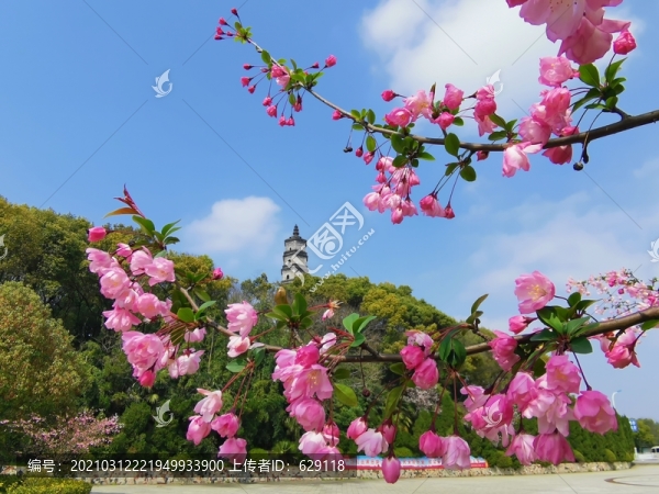 春天里的寶塔