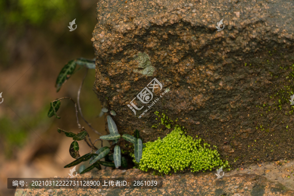 石頭上的苔蘚