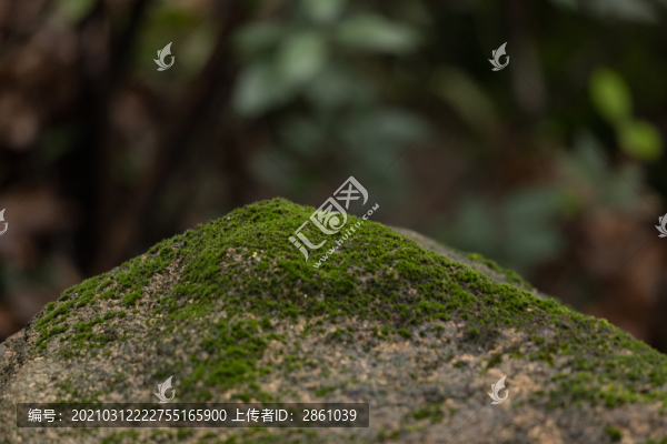 石頭上的苔蘚