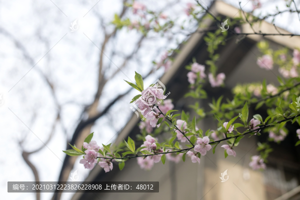 桃花開