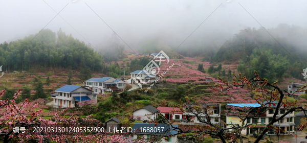黃桃桃花
