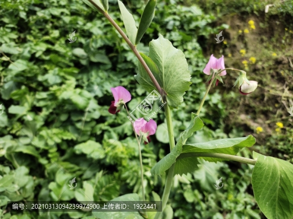 豌豆花特寫