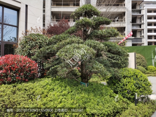 公園綠植
