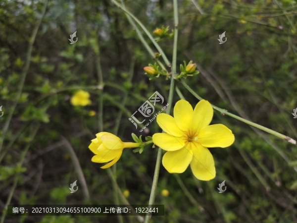 迎春花與花苞