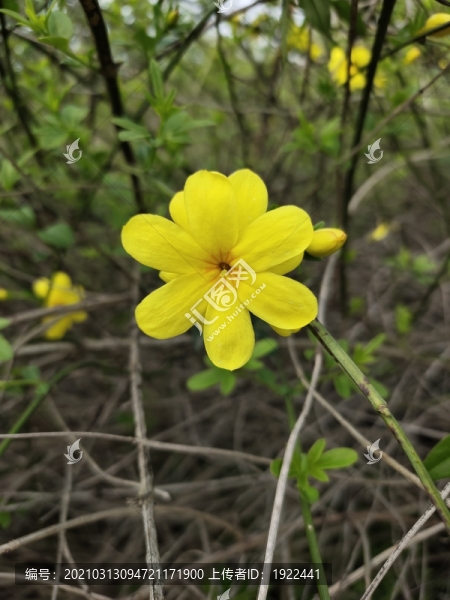 迎春花特寫
