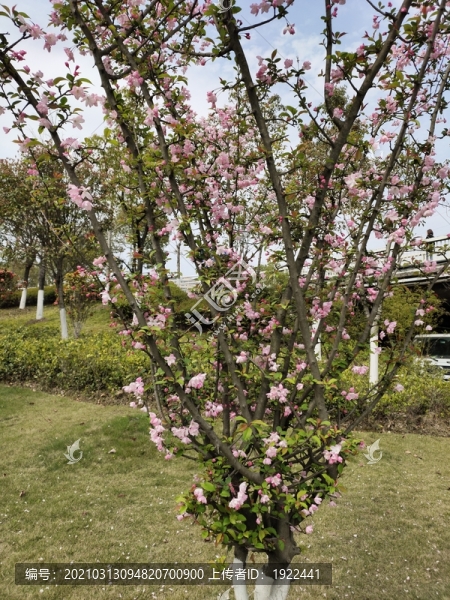 海棠花