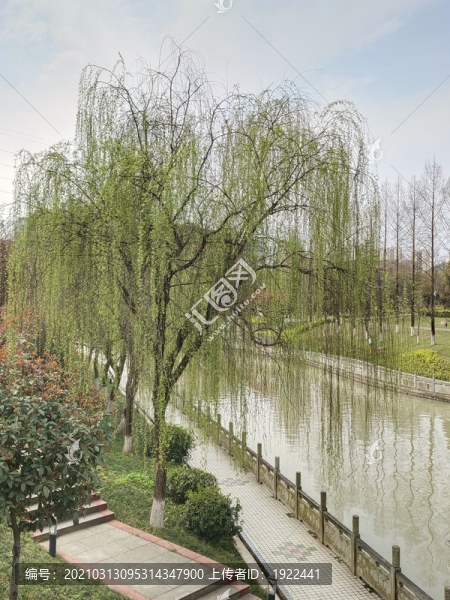 公園柳樹