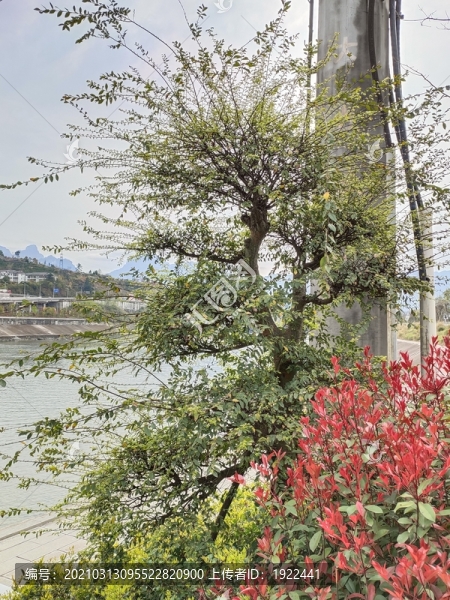 公園綠植