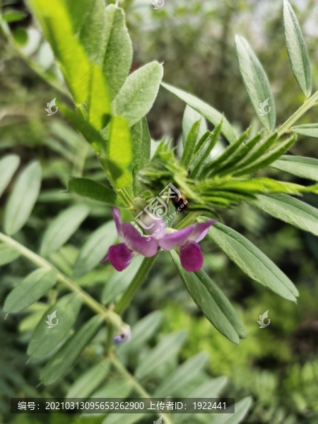馬豌豆