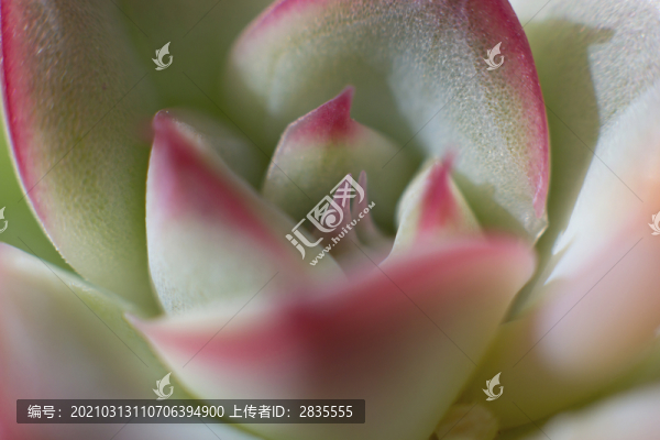 多肉植物