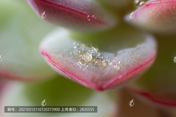 多肉植物