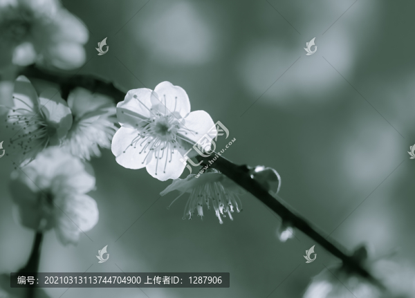 花開(kāi)淡墨痕