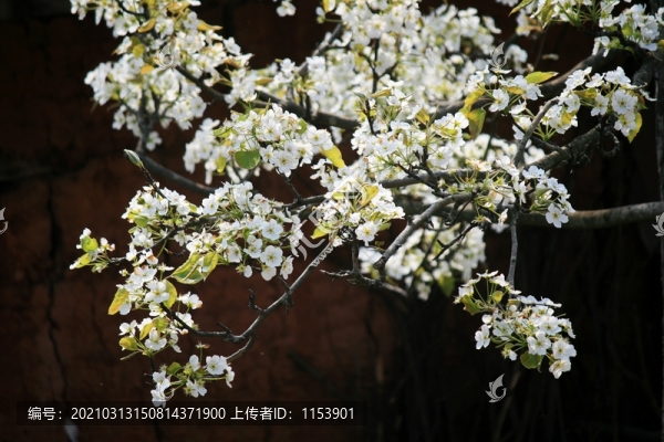 梨樹開花