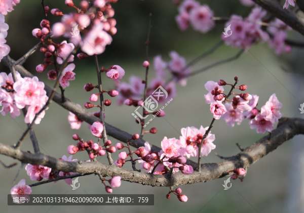 櫻花