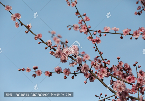 櫻花