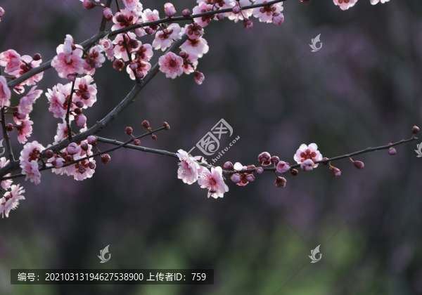 櫻花