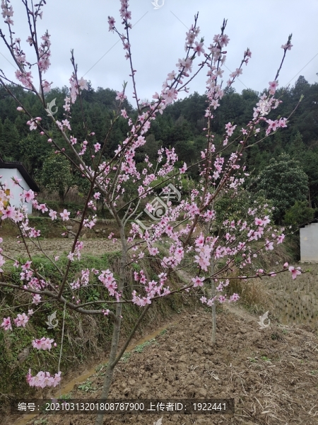 桃花朵朵開
