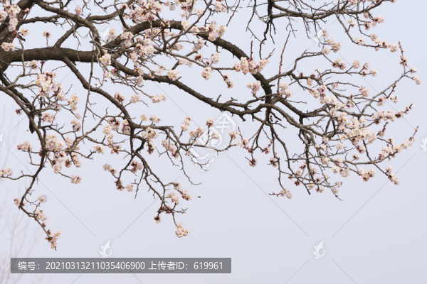 畫意杏花