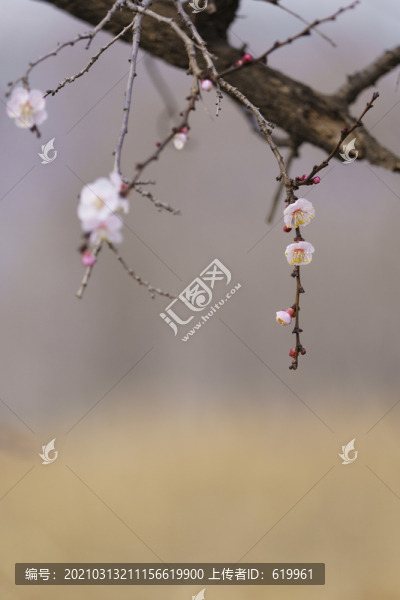 春天畫意杏花