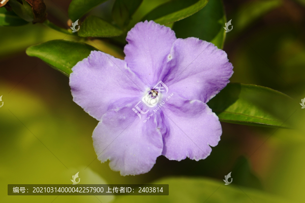 長(zhǎng)葉鴛鴦茉莉番茉莉二色茉莉花