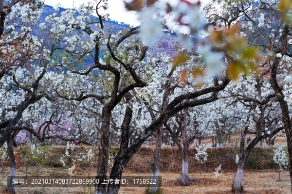 老梨園