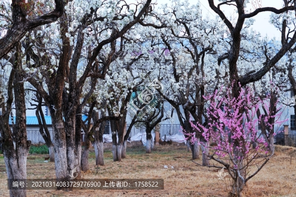 老梨園