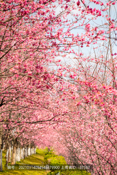 櫻花