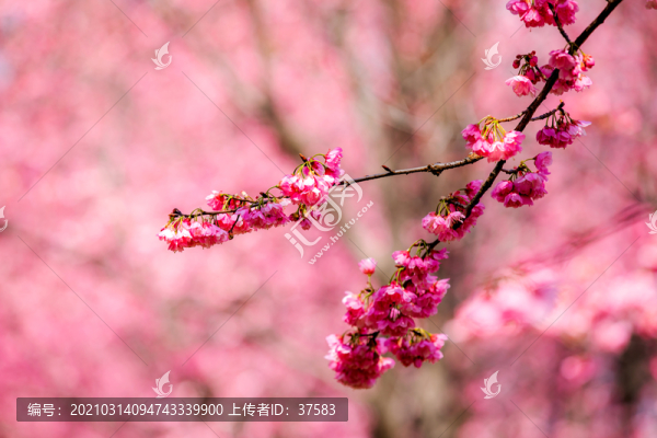 櫻花