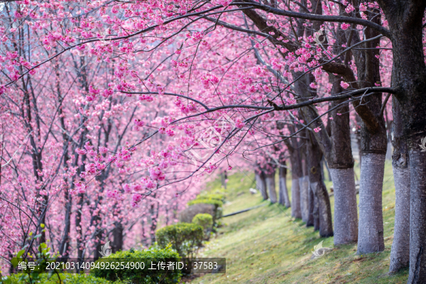 櫻花