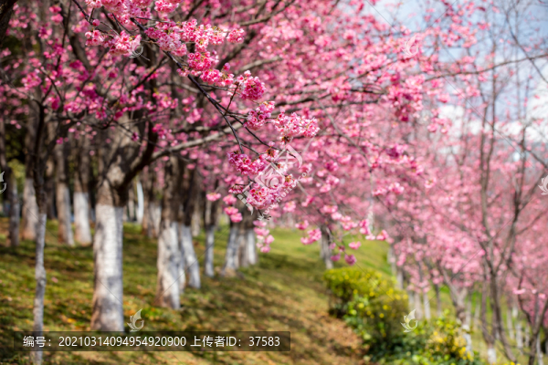櫻花