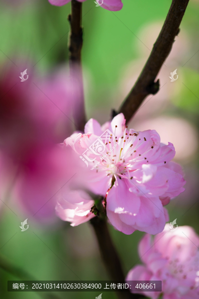 桃花