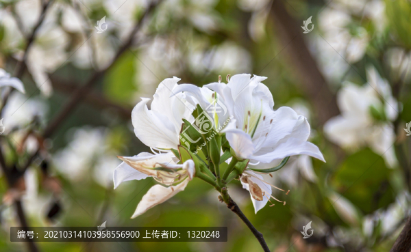 白花