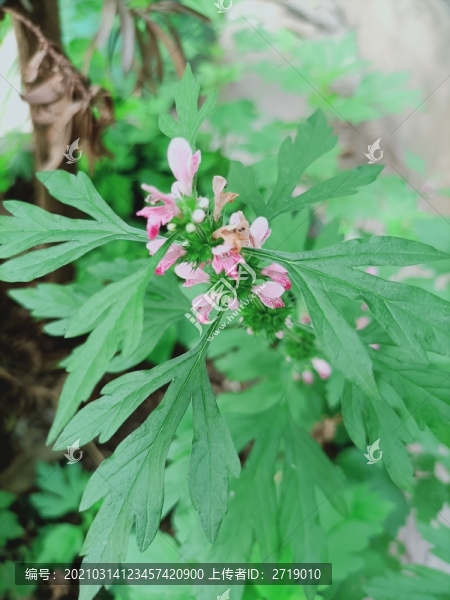 益母草