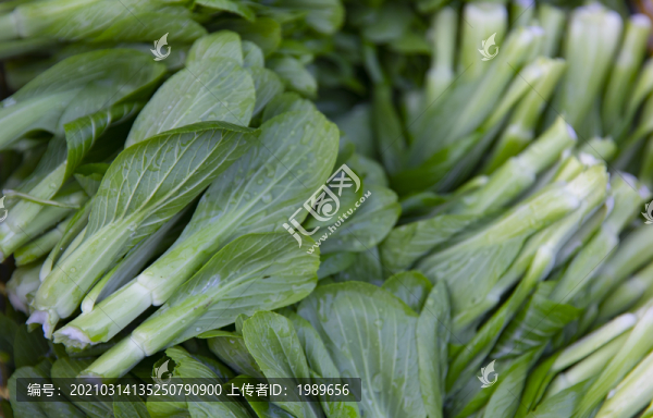 雞毛菜