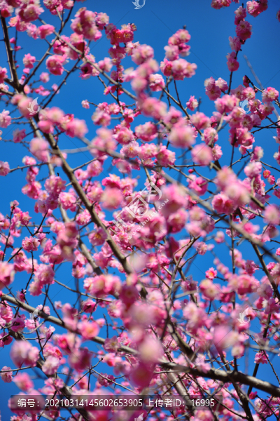 梅花
