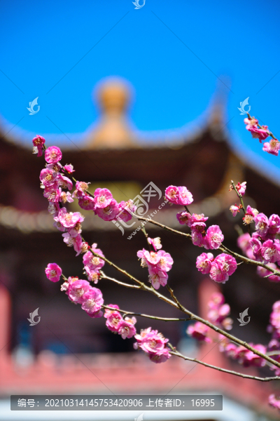梅樹