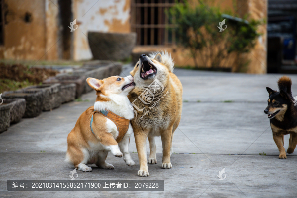 玩耍的狗狗