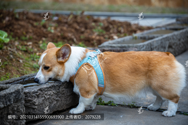 玩耍的狗狗