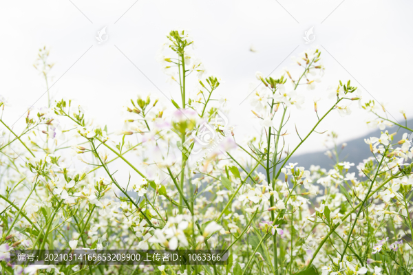 蘿卜花