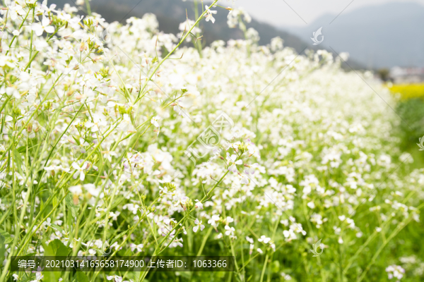 蘿卜花