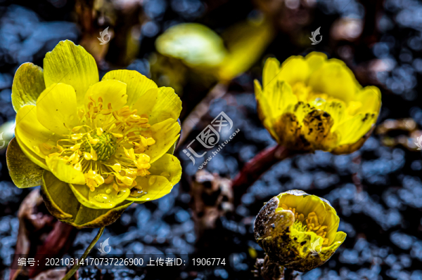 冰凌花