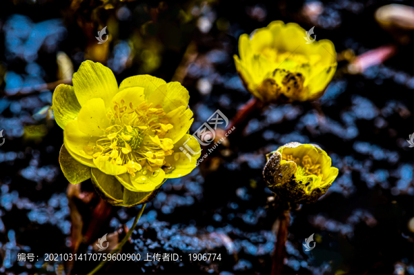 冰凌花