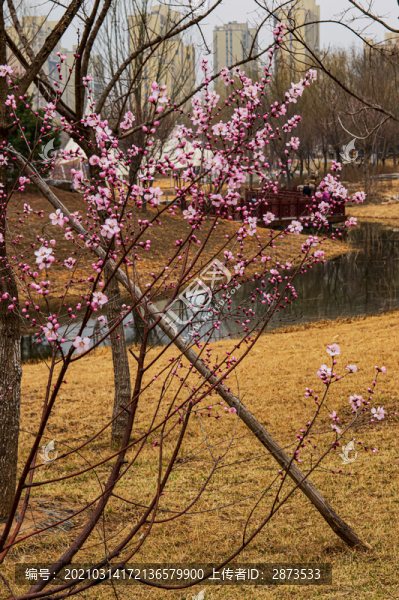 粉色桃花